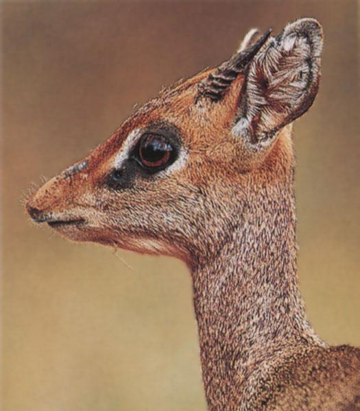 http://animals.timduru.org/dirlist/antelope/Dik-dik_AfricanAntelope-FaceCloseup.jpg