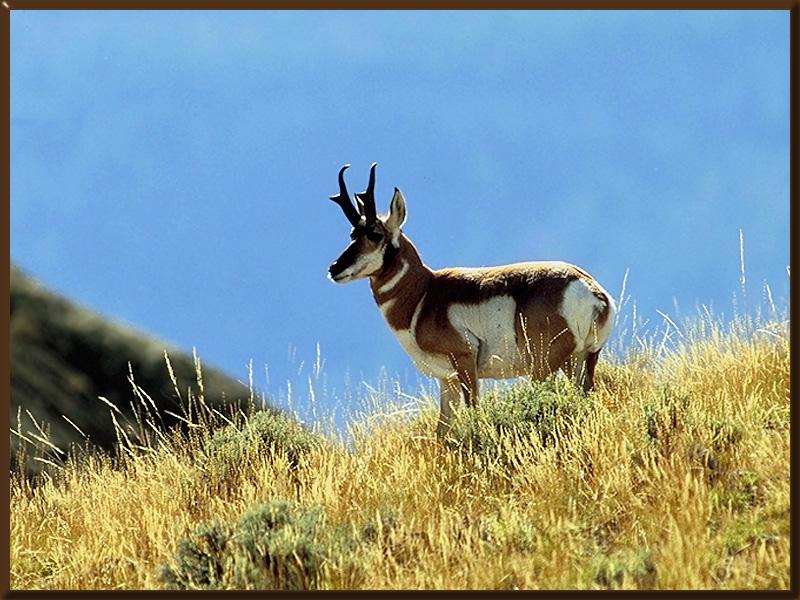 [Teacup maltipoo in antelope valley] [plywood antelope ...