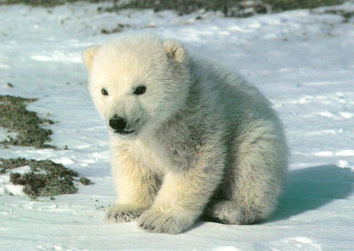 Cute-PolarBear-Cub-SittingOnSnow.jpg (724×515)