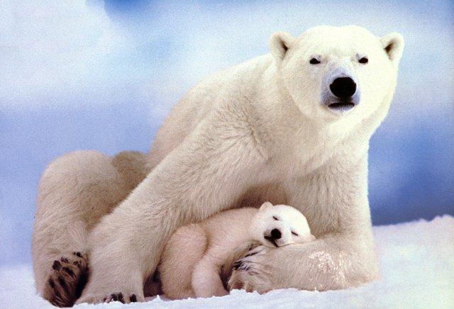 http://animals.timduru.org/dirlistear/Polar_bears-Mom_n.