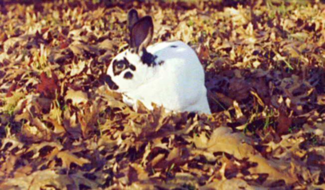 http://animals.timduru.org/dirlist/bunny_Rabbit/BUNNY-SpottedWhiteRabbit-on_winter_foilage.jpg