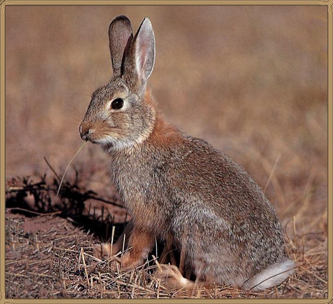 American cotton-tail rabbit : animals.timduru.org/dirlist.