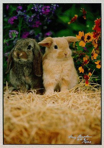 bunnies-Rabbits-InFlowerGarden.jpg
