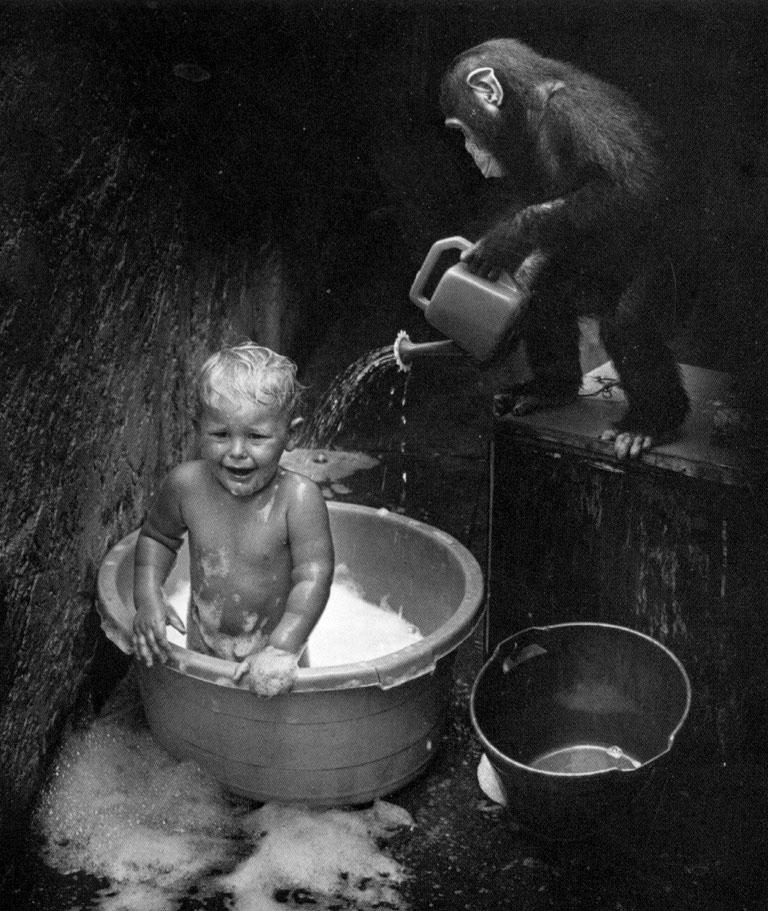 Chimpanzee-Washing_a_kid.jpg