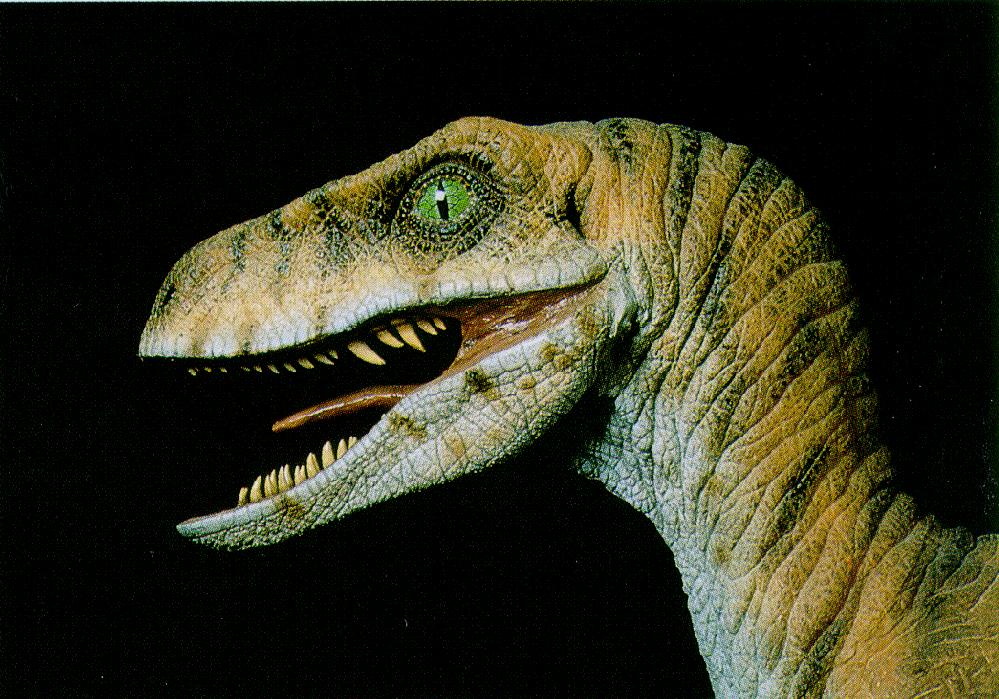 Velociraptor J01 Dinosaur Face