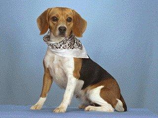 Beagle-Dog-Closeup.jpg