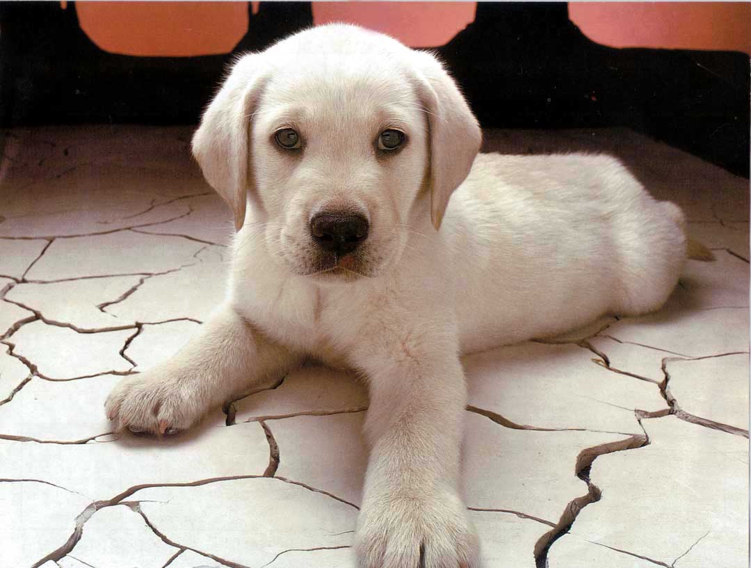 Calender WhiteLabradorRetrieverDog puppy