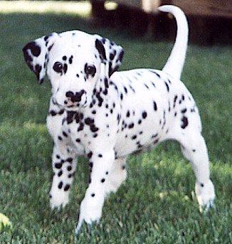 dalmatian dog names