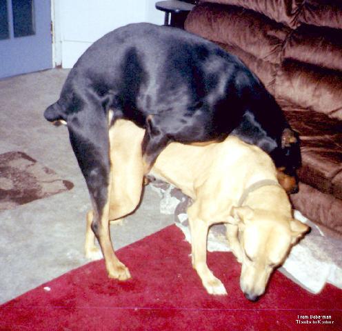 [Image: dobdoit3-Dogs-mating.jpg]