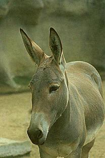 SDZ_0210-Donkey-Closeup.jpg