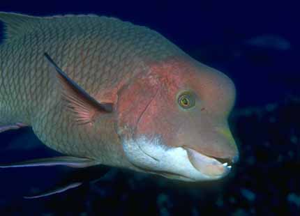 Galapagos_Fish_07-WeirdBuffheadFish.jpg