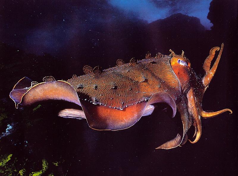 GiantCuttleFish-Swimming.jpg