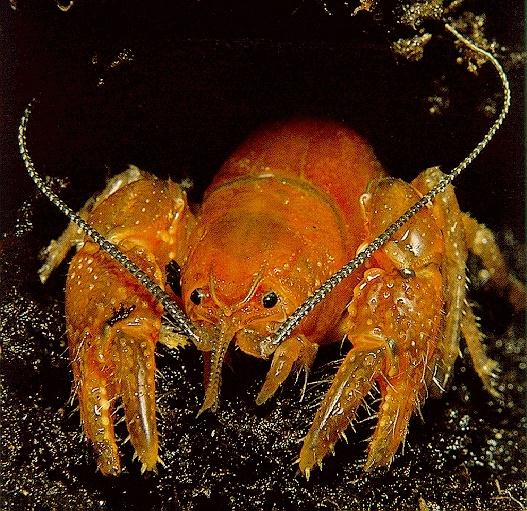 SpinyLobster-crayfish.jpg