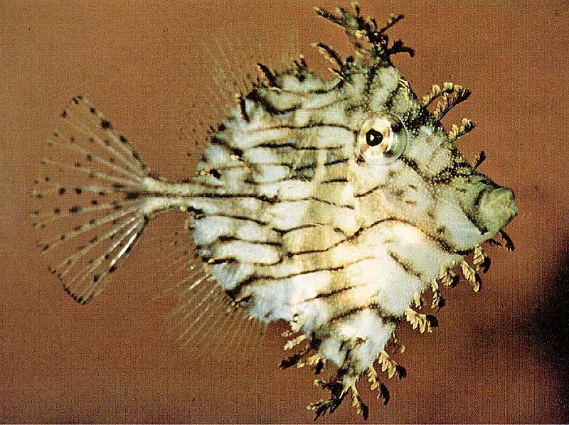 TropicalFish17-Leafy-TriggerFish.jpg