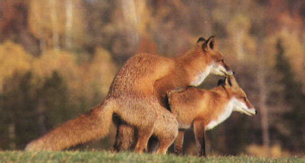 Arctic Fox Mating