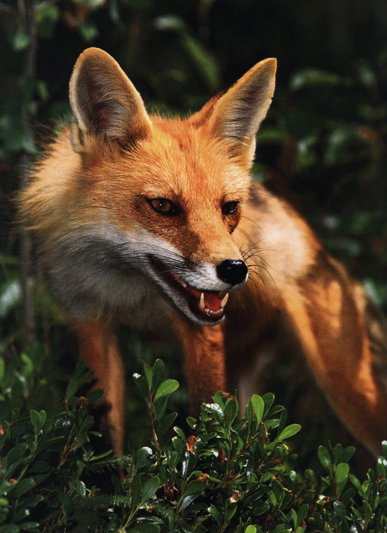 http://animals.timduru.org/dirlist/fox/RedFox2-Snarls-InBush-Closeup.jpg