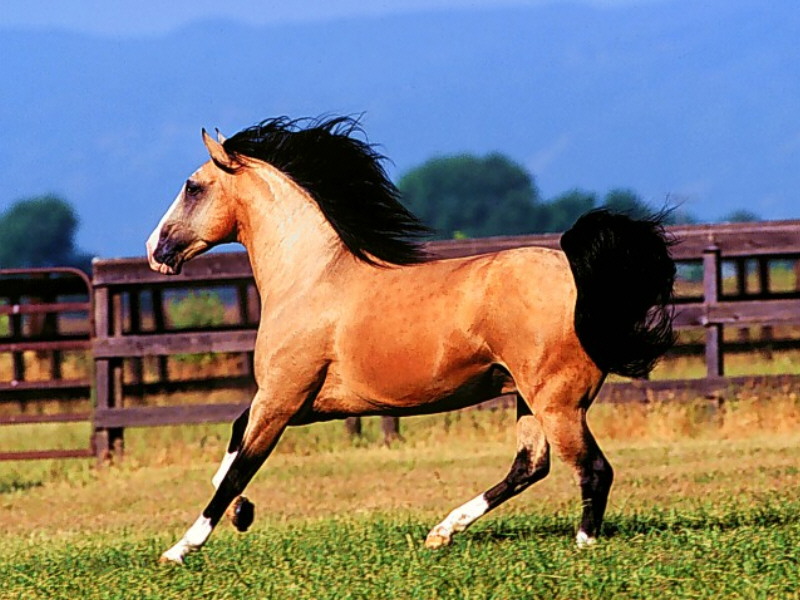 http://animals.timduru.org/dirlist/horses/Buckskin%20Lusitano.jpg