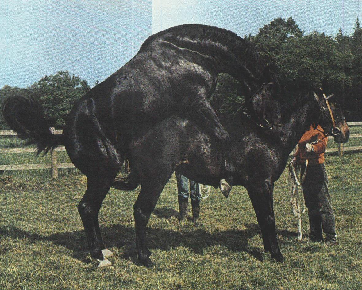 horses breeding pose