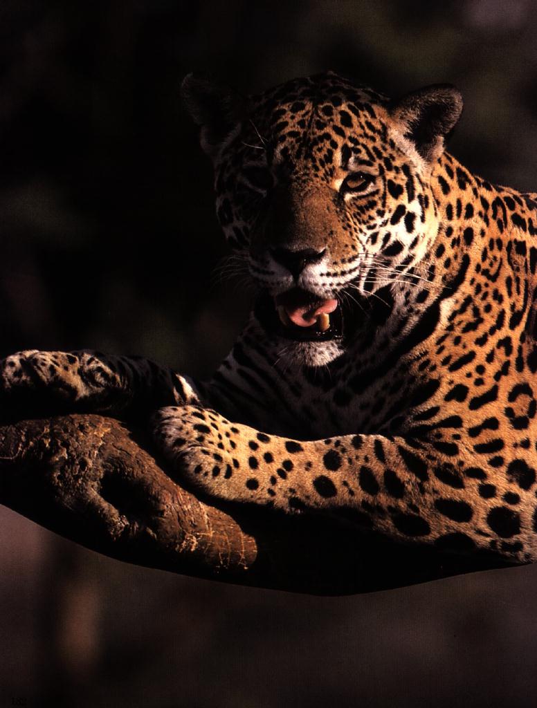 the jaguar poem analysis