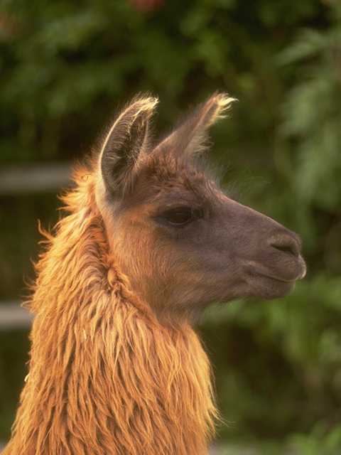 Photo156-Llama-Head_closeup.jpg