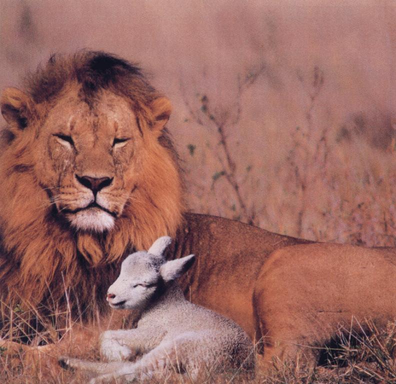 LionAndSheepLamb-animal02.jpg