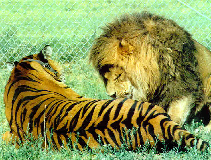 Tigers Fighting Lions