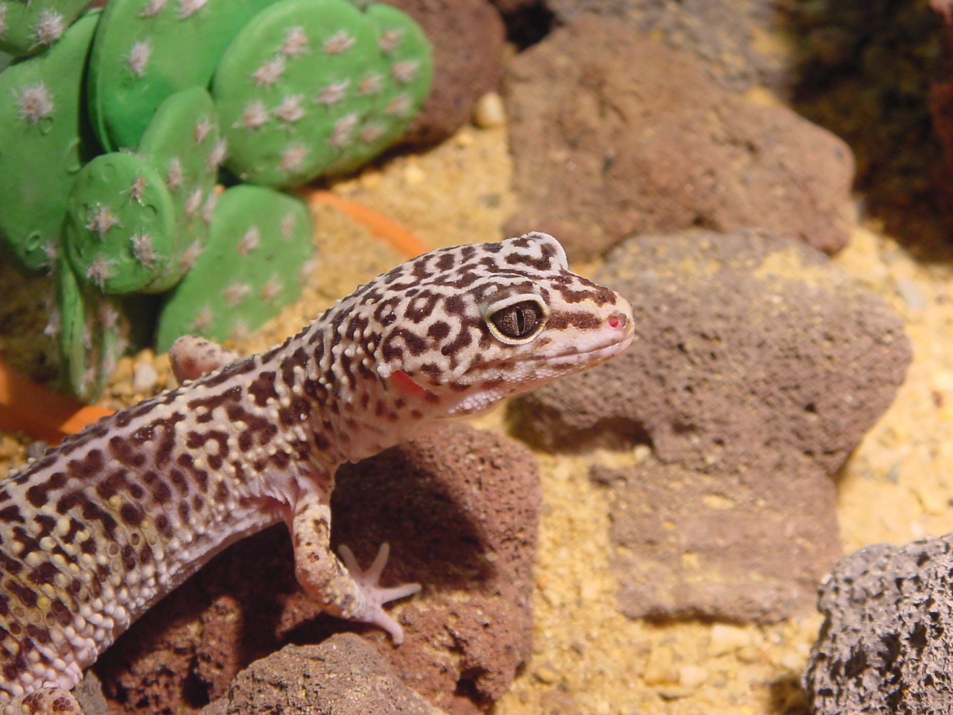 http://animals.timduru.org/dirlist/lizard/001001-luipaardgekko2%20-%20leopard%20gecko.jpg