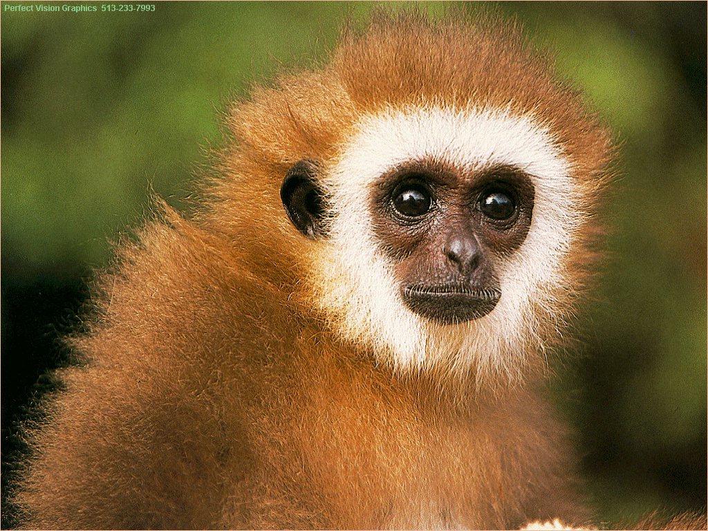monkey face portrayal
