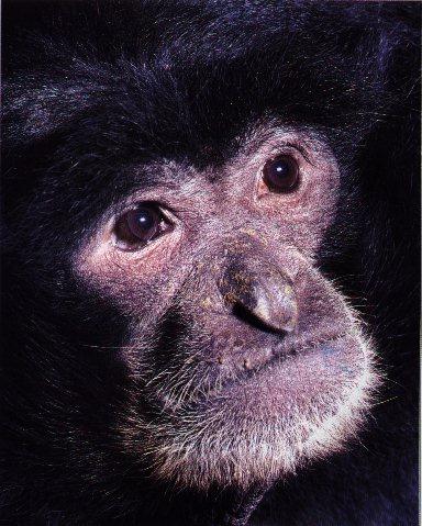 http://animals.timduru.org/dirlist/monkey/monkey-siamang-gibbon-FaceCloseup.jpg