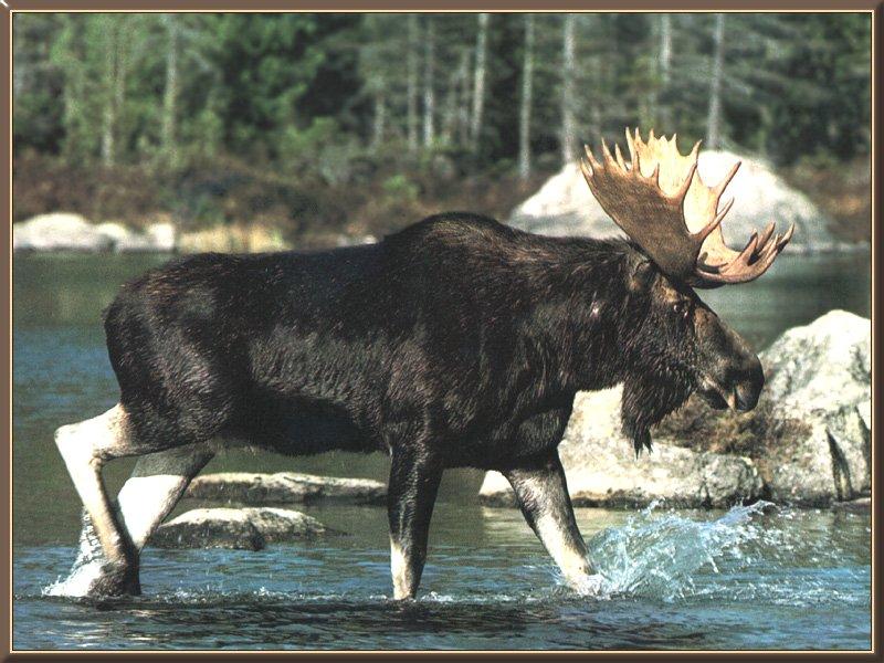 Moose_00-Crossing_River.jpg