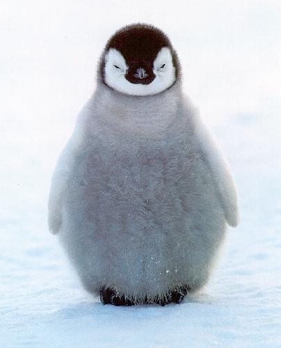 EmperorPenguin1-Little_chick_stands_on_snow.jpg