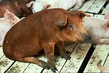 pig brown