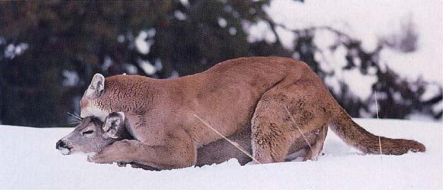 276-lb-mountain-lion