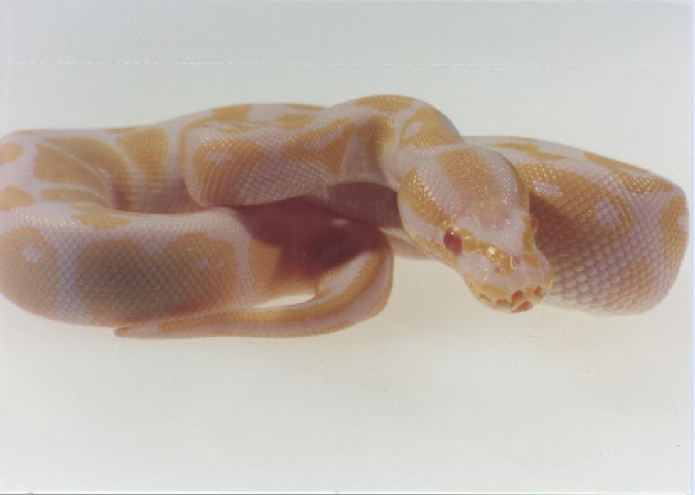 BallPython snake