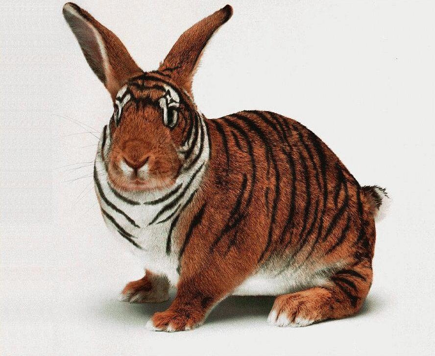http://animals.timduru.org/dirlist/tiger/BengalRabbit-TigerBunny-Closeup.jpg