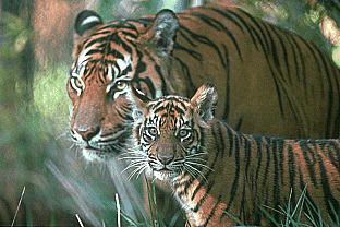 http://animals.timduru.org/dirlist/tiger/SDZ_0313-Tiger-MomNBaby.jpg