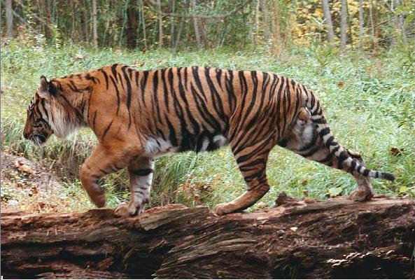 http://animals.timduru.org/dirlist/tiger/Siberian-tiger2-Walks_on_log.jpg