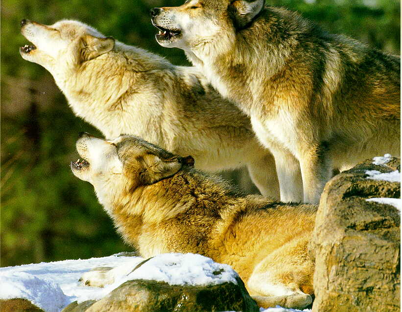 http://animals.timduru.org/dirlist/wolf/GrayWolf_Y-3Adults_Howling_OnSnow.jpg