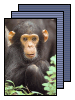 [chimpanzee]