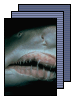 [shark]