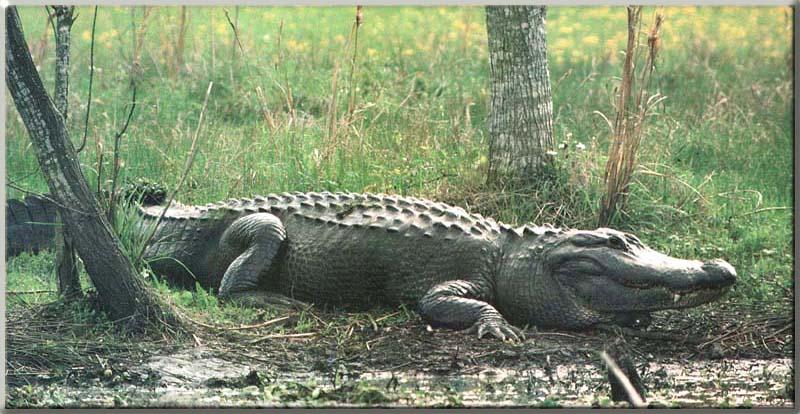 [Alligator_01-Stalks_on_swamp_edge.JPG]