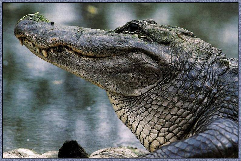 [Alligator_02-FaceCloseup.jpg]