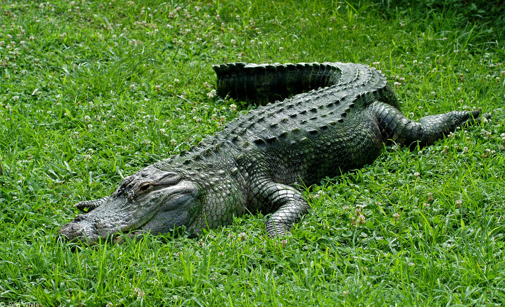 [American Alligator (Alligator mississipiensis)0001.JPG]