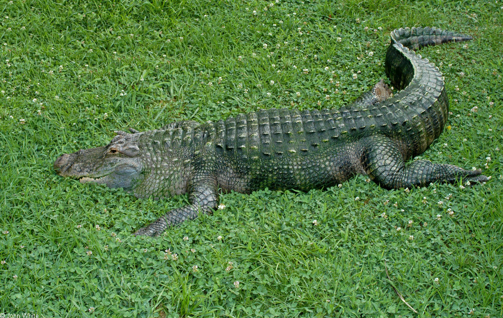 [American Alligator (Alligator mississipiensis)0002.jpg]