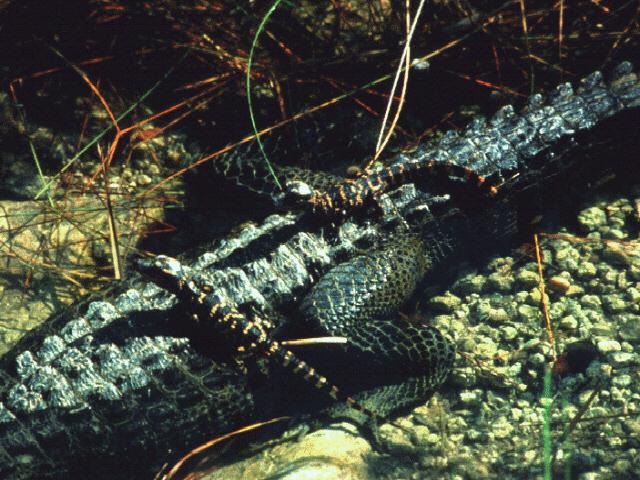 [ade50008-Alligators-Mom_n_2Babies.jpg]