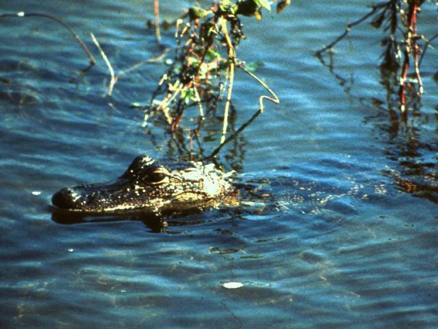 [ade50015-Alligator-Floating_in_water.jpg]
