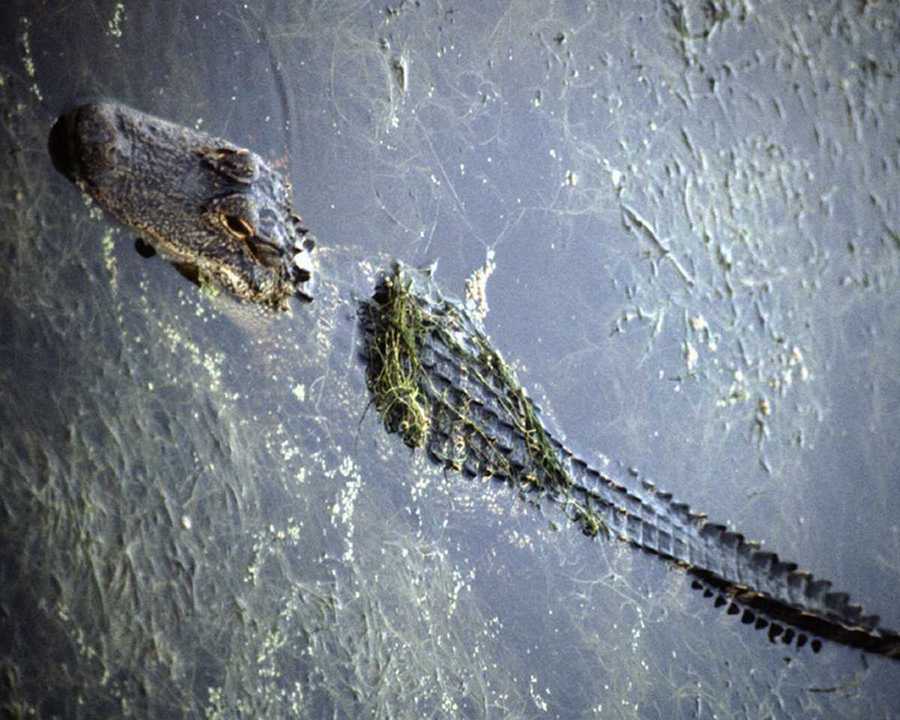 [animalwild003-Alligator.jpg]