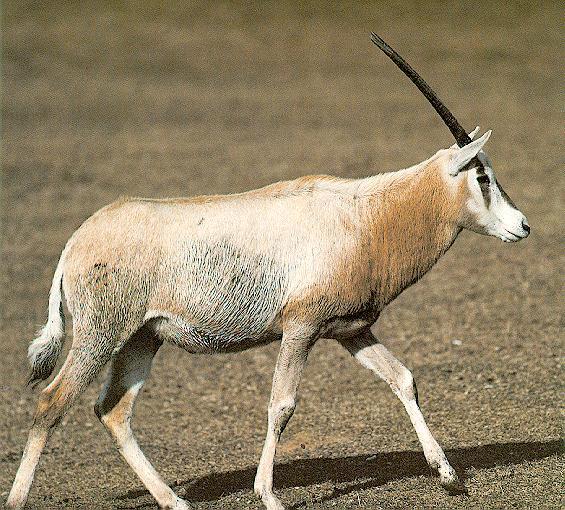 [AfricanAntelope-oryx1.jpg]