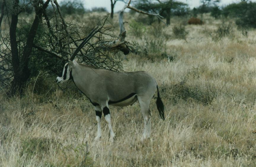 [OryxAntelope-safari01.jpg]