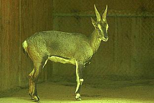 [SDZ_0209-Antelope.jpg]